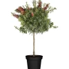 Callistemo Red Rocket vaso 18 cm