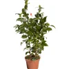 Camelia Japonica h 80-100 cm
