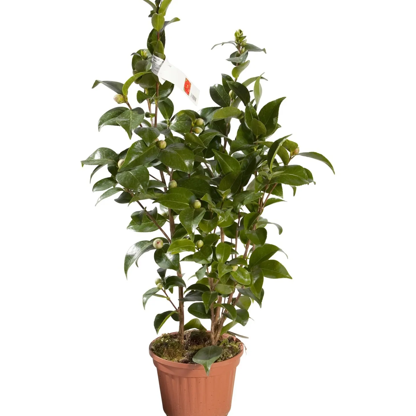 Camelia Japonica h 80-100 cm