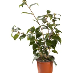 Camelia Japonica h 40-50 cm
