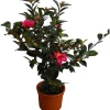 Camelia sasanqua h 50 cm
