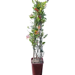 Caprifoglio Dropmore Scarlet cono