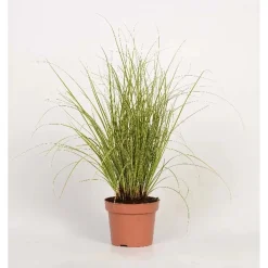 Carex Morrowii Aureovariegata Vaso 10,5 cm