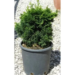 Cipresso giapponese Nana Gracilis