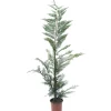 Cipresso Leilandi (d`innesto)