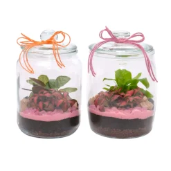 Composizione Terrarium medio in vetro con 2 piante Ø 16 cm