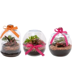 Composizione Terrarium sfera di design Ø 16 cm