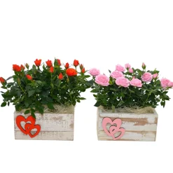 Composizione Rosa Primavera in vaso Bis 22x12 cm
