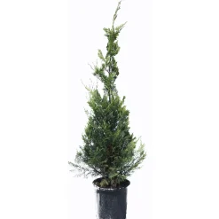 Cupressocyparis leylandii "Castlewellan Gold" cespuglio h cm 150/175