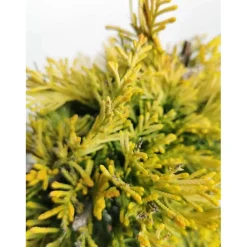 Cupressocyparis leylandii Gold Rider Ø vaso 55 cm H 2000 cm