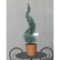 Cupressus arizonica `Fastigiatà - Cipresso blu