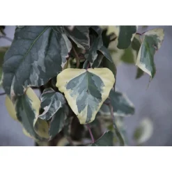 Edera algeriensis rampicante h cm 100/125