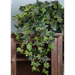 Edera varigeata 78 cm