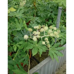 Fatsia japonica
