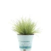 Festuca Ami Gold vaso Ø 10,5 cm