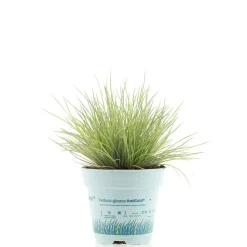 Festuca Ami Gold vaso Ø 10,5 cm
