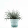 Festuca blu Compacta Blue vaso Ø 10,5 cm