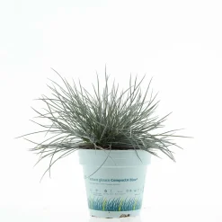 Festuca blu Compacta Blue vaso Ø 10,5 cm