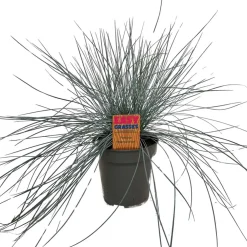 Festuca Glauca Intense Blue vaso 13 cm