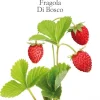 Fragola di bosco vaso 10 cm