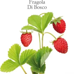 Fragola di bosco vaso 10 cm