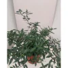 Gardenia mix vaso 19 cm