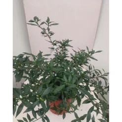 Gardenia mix vaso 19 cm
