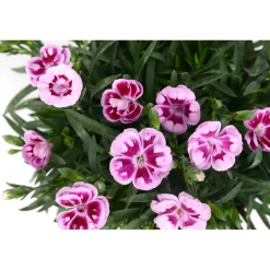 Garofano dei poeti Doublelicious Charmy Dianthus roseo vaso Ø 20 cm