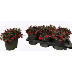 Gaultheria vaso 17 cm