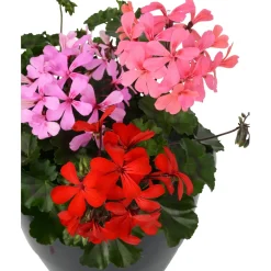 Geranio pensili Dream Garden mix tricolore in vaso Ø 27 cm