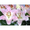 Giglio colori assortiti con vaso Ø 19 cm