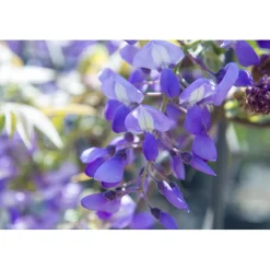 Glicine Wisteria floribunda in varietà rampicante h cm 200/250