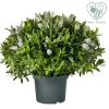Hebe Addenda mix vaso 23 cm