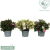 Hebeaddendamix Vaso 19 cm
