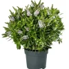 Hebe Addenda mix vaso 17 cm