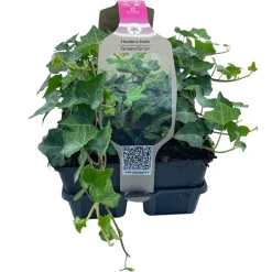Hedera Helix Valore vaso 9 cm