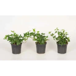 Hedera Helix Verde Vaso 8,5 cm