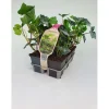 Hedera Hibernica Pack vaso 9 cm