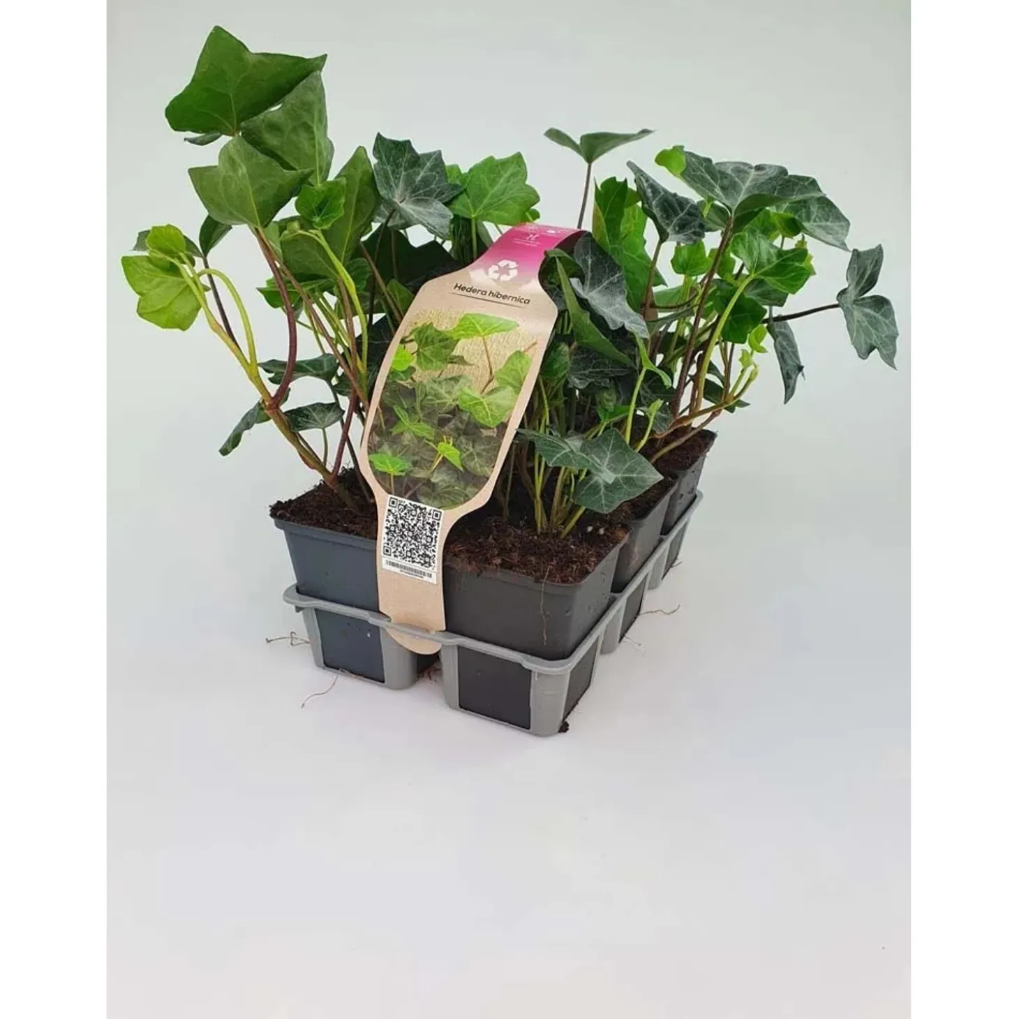 Hedera Hibernica Pack vaso 9 cm