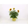 Helianthus Annus Sunbelievable vaso 17 cm
