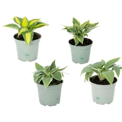 Hostaassort Vaso 15 cm