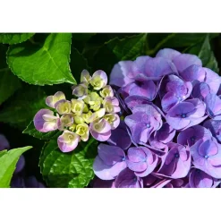 Hydrangea macrophylla - Ortensia