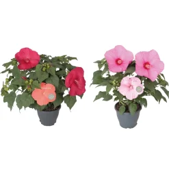 Ibisco in colori H ca. 60 cm Vaso Ø ca. cm 23 cm Hibiscus moscheutos
