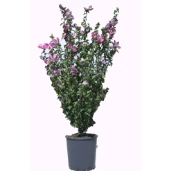 Ibisco syriacus in varietà cespuglio h cm 80/100