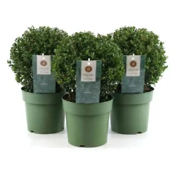 Jenny Ilex crenata vaso Ø 20 cm
