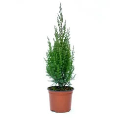 Juniperus chinensis `Strictà - Ginepro