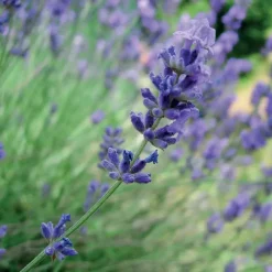 Lavandula x intermedia "Grosso" vaso 10 l