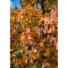 Liquidambar styraciflua
