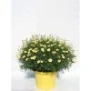 Margherita cespuglio vaso 18 cm fiore giallo