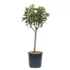 Melo nano - Malus domestica nano
